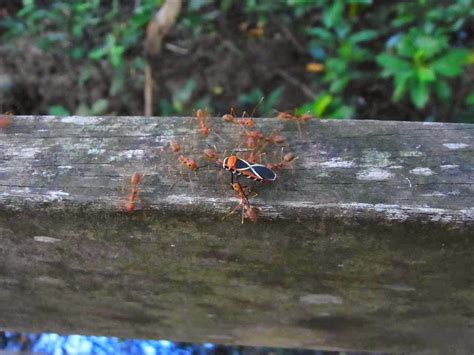 Adventures With The Naked Hermit Crabs Feb Sun Free Guided Walk