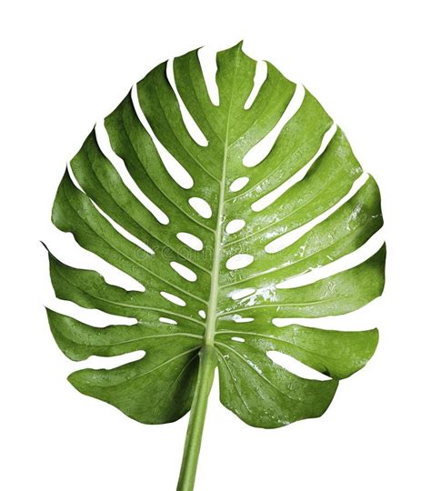 Monstera Deliciosa Leaf Or Swiss Cheese Plant Tropical Foliage Isolated On White Background