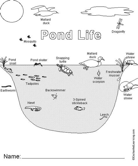 Pond Animal Printouts Cover Page Pond Animals Pond Life Pond Habitat