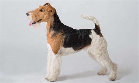 Fox Terrier De Pelo Duro Un Cazador Alegre Y Familiar Smylepets