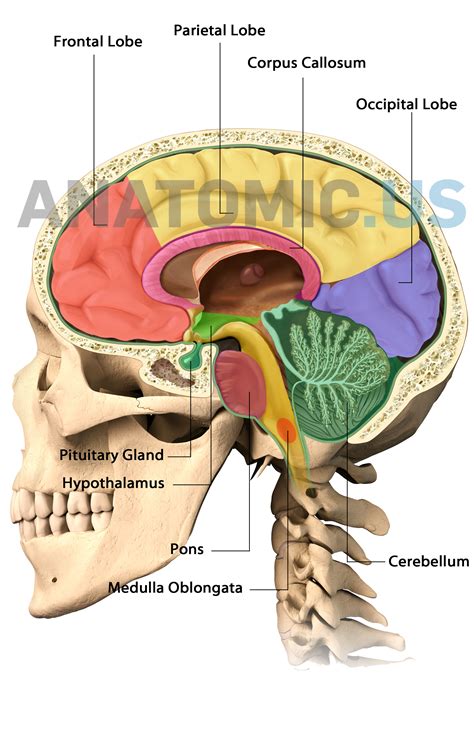 Brain Anatomy http://www.anatomic.us/atlas/brain/ #brain #anatomy # ...