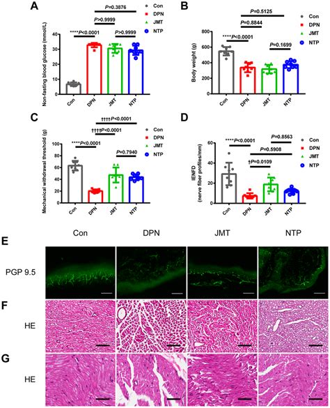 Jinmaitong Ameliorates Diabetic Peripheral Neuropathy In Streptozotocin