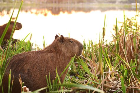 Albino Capybara