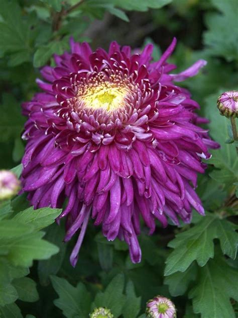 Chrysanthemum Grape Queen Bluestone Perennials