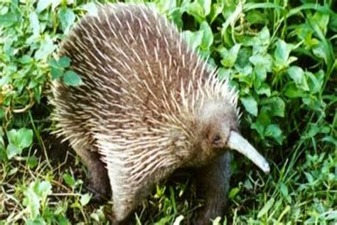 Diduga Telah Punah Spesies Echidna Atau Landak Paruh Panjang Ditemukan