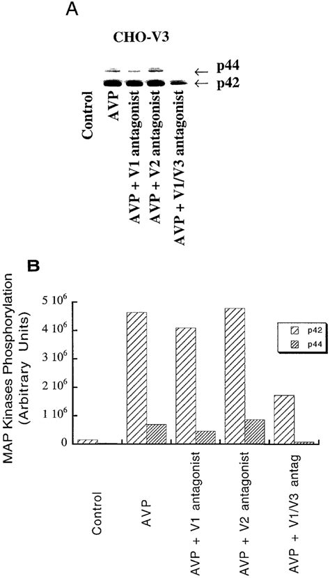 Avp Induced Phosphorylation Of P And P Mapks In Cho Cells Stably