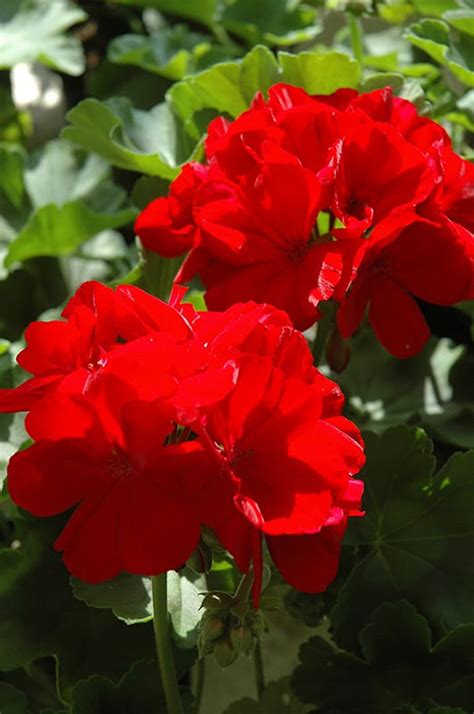 Calliope® Dark Red Geranium Calloways Nursery