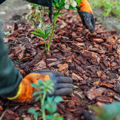 Mulch Installation Perfect Edge Lawn Services