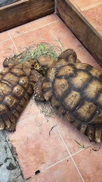 盾臂龜曬着太陽和諧地食草 Tortoise 可愛 盾臂龜 Youtube