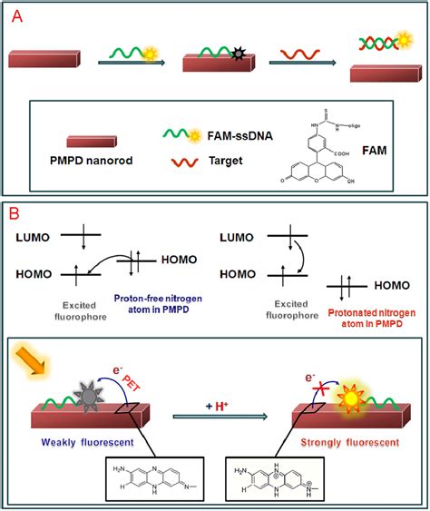 Illustration Of The Sensing Process And Fluorescence Quenching