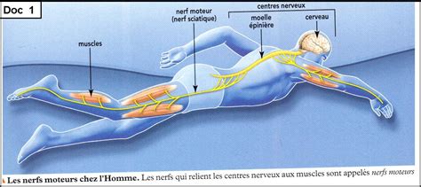 Comment Notre Cerveau Fait Il Pour Commander Les Mouvements De Notre Corps Svt Collège