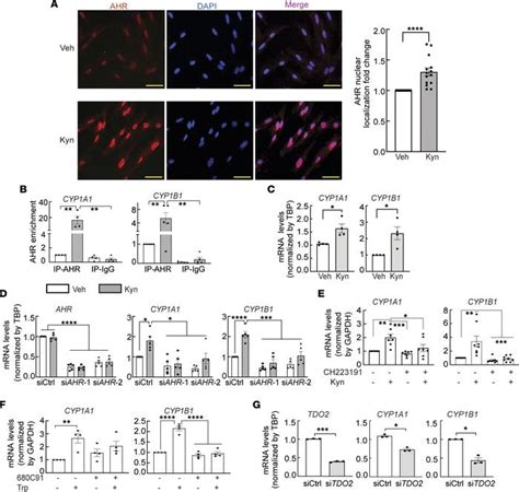 Jci Insight Med Mutation Activates The Tryptophan Kynurenine Ahr