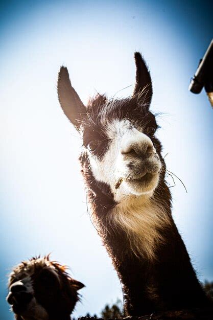 Premium Photo Low Angle View Of Giraffe Against Clear Sky