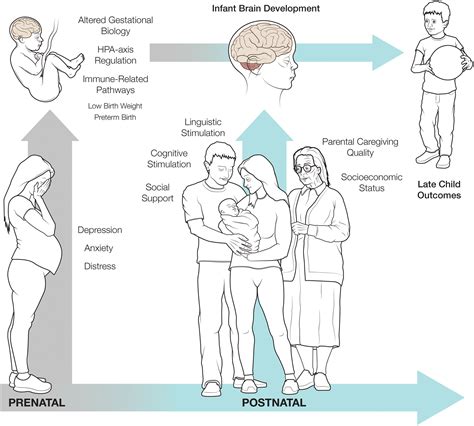 Prenatal Stress And The Developing Brain Postnatal Environments