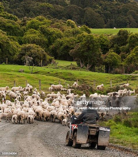 flock  sheep  zealand stock  high res pictures