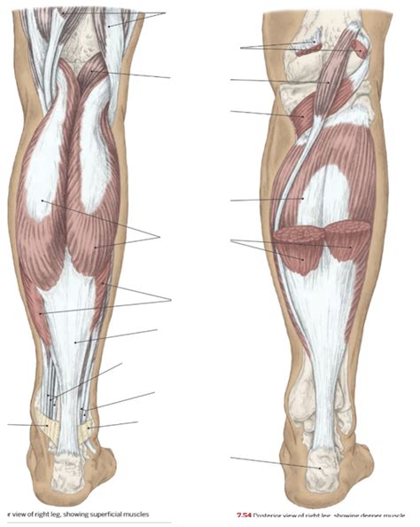 PHT1103 Anatomy For The PTA Muscles Of The Leg And Foot Diagram Quizlet