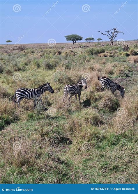African Zebra in National Park, Tanzania. Safari in Africa Stock Image