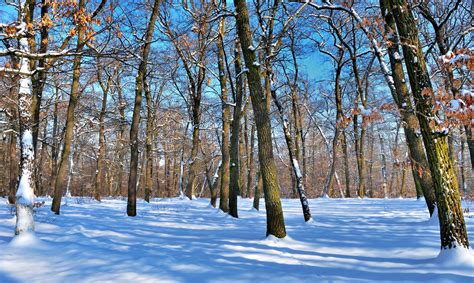 Wallpaper Trees Naked Trunks Snow Winter Shadows Sky Clearly