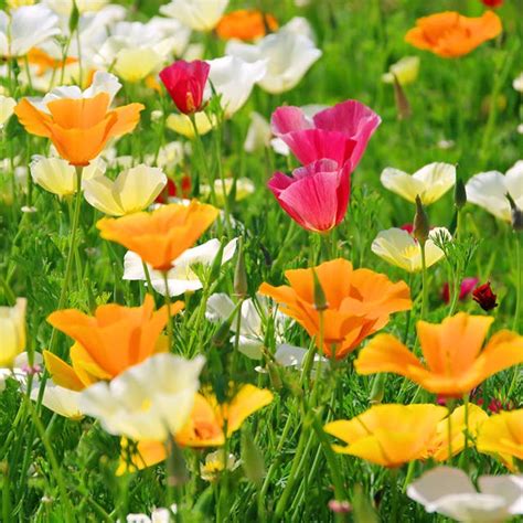 California Poppy Seeds, Eschscholzia californica | American Meadows