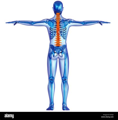 Back View X Ray Of A Human Body And Skeleton With Highlighted Spine