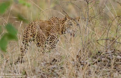 Satpura National Park Madhya Pradesh