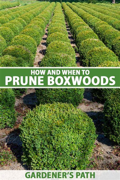 How And When To Prune Boxwood Shrubs Gardeners Path