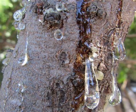 Mastice Di Chios Un Tesoro Unico Tra Natura E Cultura Grecia It