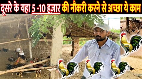 बरजगर स अचछ Desi Poultry Farm Business Desi Poultry Farming