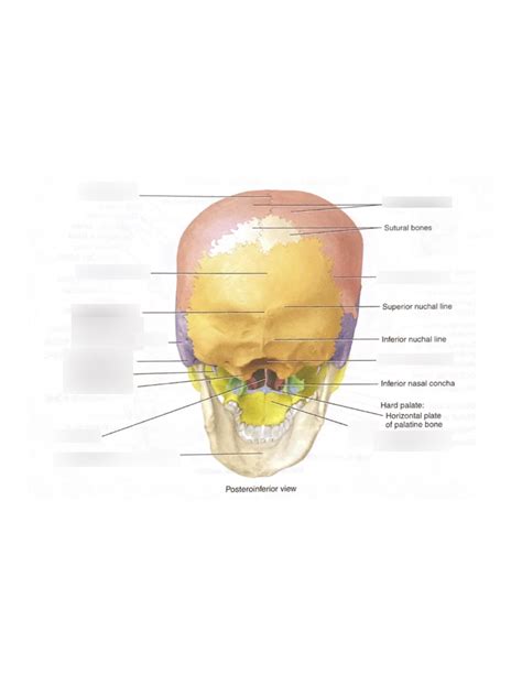 Lab 3 - Axial Skeleton: Skull 2 Diagram | Quizlet