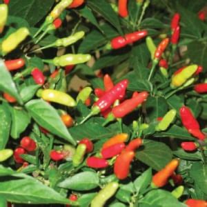 Tabasco, Pepper Seeds | Urban Farmer