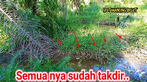 Rezeki Sudah Ada Yang Ngaturmancing Belut Di Kebun Sawit Youtube