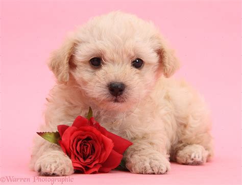 Free Puppy Valentine Wallpaper - WallpaperSafari