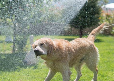 Tips For Keeping Your Dog Cool This Summer Pinnacle Hardware