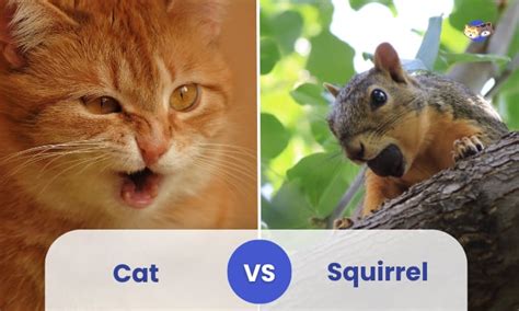 Cat Vs Squirrel: Who Would Win?