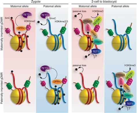 Epigenetic Regulation Of Genomic Imprinting From Germ Line To