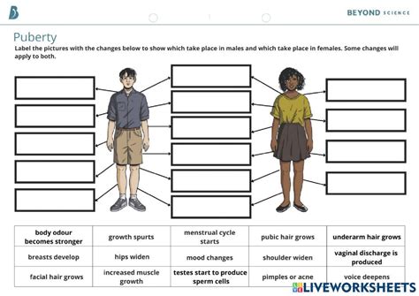 puberty  exercise puberty kids word search puberty
