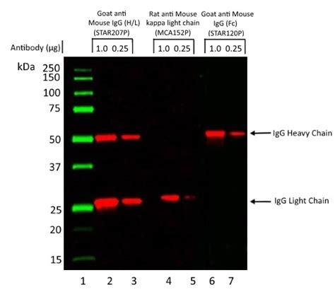 Secondary Antibody Specific Binding Locations Bio Rad