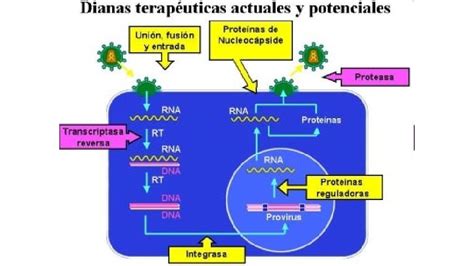 Reovirus Virus De Arn De Cadena Doble Reoviridae