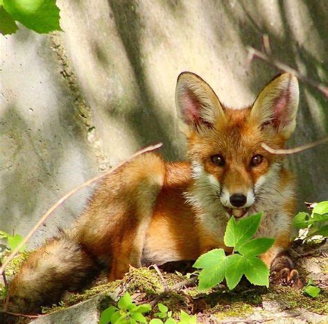 1092 Best Vulpes vulpes images in 2020 | Animals wild, Animals ...