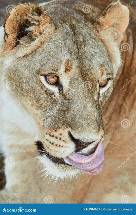 Close Up Lioness Portrait Stock Photo Image Of Head 160846048