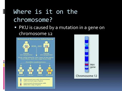 Ppt Pku Phenylketonuria Powerpoint Presentation Free Download Id