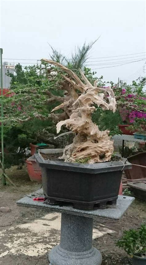 Pin by Bagus Wijaya on Bonsai.insp2 | Pohon bonsai, Bonsai, Pohon