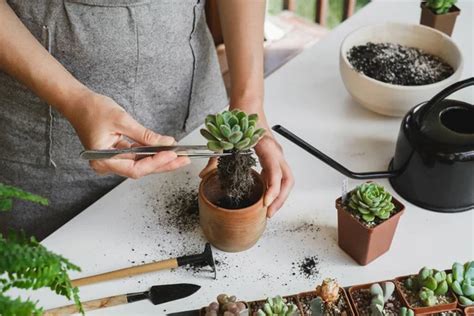 Concepto De Planta De Replantaci N Mujer Manos Trasplantando Suculenta