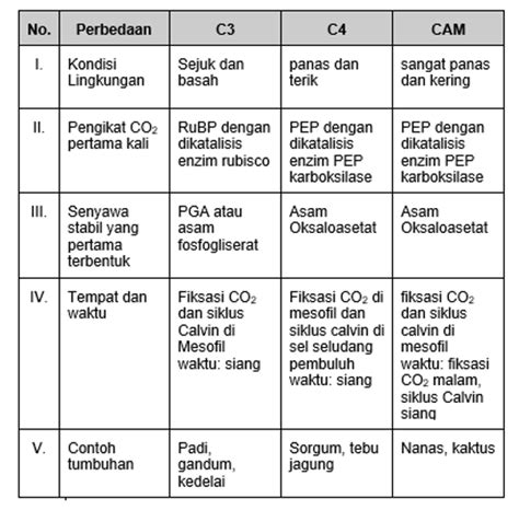 Pernyataan Berikut Yang Tepat Terkait Tanaman C4 A