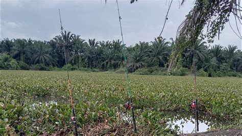 Strike Ikan Patin Babon YouTube