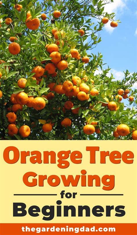 How To Grow Orange Trees In Pots 10 Easy Tips Potted Trees Growing Tree Growing Fruit Trees