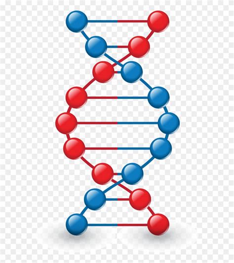 Dna Strand Clipart 20 Free Cliparts Download Images On Clipground 2024