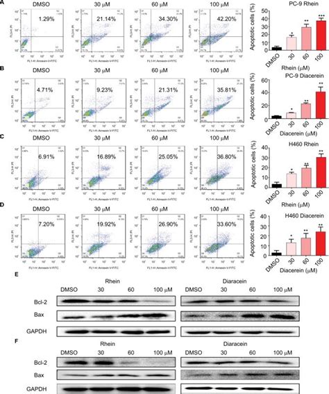 Rhein Induced Apoptosis Of Nsclc Cells Notes A Pc 9 Cell Lines Were