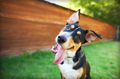 5 Common Behavioural Problems In Dogs And How To Solve Them — Feelgood