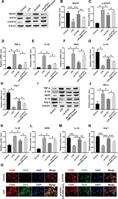 Urinary Stem Cell Derived Exocrine Circrna Atg7 Regulates The Socs1